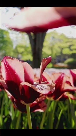 Tokyo Flower Festival | Showa Kinen Park | Spring things to do in Tokyo 🌷