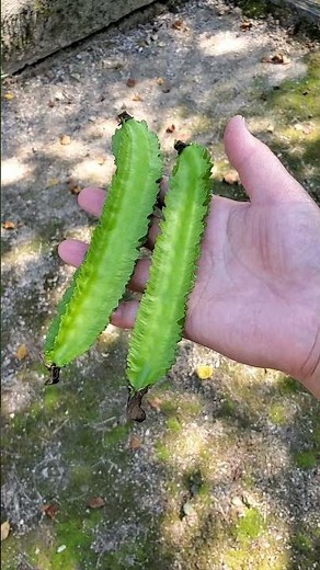 初めて植えた四角豆が実りました(2024.9.8)