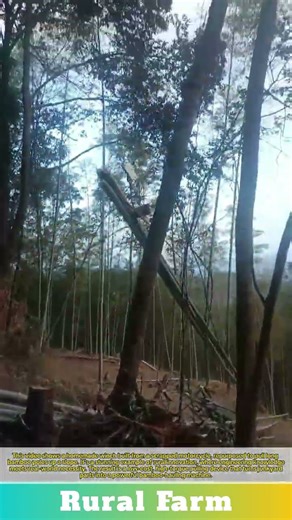 A Homemade Winch Made from A Scrapped Motorcycle Pulls Bamboo Up