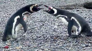 Penguin fight erupts over ‘cheating’