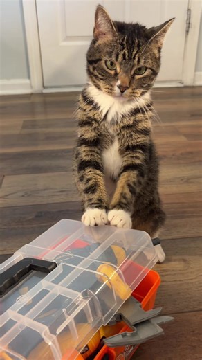 Why I Might Buy a New Dishwasher: A Funny Dwarf Cat Moment