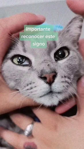 Síndrome de Horner en Gatos: Signos y Causas