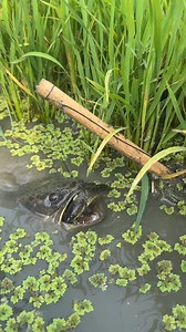 Unique Fish Trapping System | MR Fishing Life