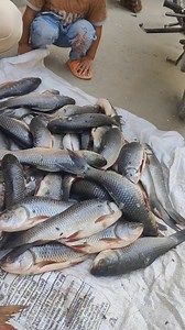 19K views · 496 reactions | اج یہ سارا مچھلی ایا تھا 300 روپیہ کلو...