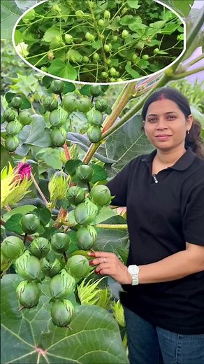कपास की खेती | Kapas ki kheti kaise kare | Cotton red leaf disease | Kapus lalya rog favarni | Kapus