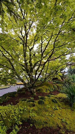 Autumn Moon Maple #japanesegarden #gardening #japanesemaple #oregon #pnw #gardendesign