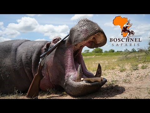 Hunting Hippo in Africa with BoschNel Safaris - EXCLUSIVE HUNTING DESTINATION