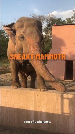 Woolly Mammoth Tusks: Longer Than a Car!