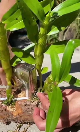 tutorial! growing dendrobium orchid plant in the wooden 🌱🌱with best method planting #orchid #plants