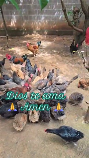 #reflexion ##consejos#oración 🙏#amen 🙏