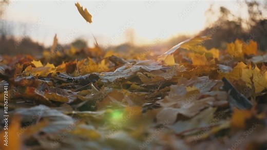 Detail view on yellow autumn leaves slowly falling down. Ground covered with dry vivid foliage. Bright sunset light shining through falling leaves. Colorful fall season. Slow motion Close up