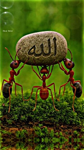 Wait for last moment 🥺❤️‍🩹 #usa #youtubeshorts #unitedstates #allah #viralvideo #shortvideo #foryou