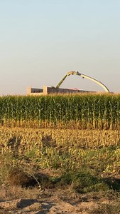 760 reactions · 11 shares | Corn silage harvest takes a massive amount of skill and coordination. Our team is up for the job! This crop is an essential part of our closed-loop system because it goes towards feeding our cows. We grow about 50% of our own feed! Learn more about our closed-loop system at the link in our bio. | Threemile Canyon Farms | Facebook