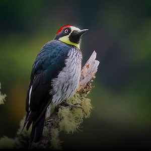 1.2K reactions · 153 shares | This highly social woodpecker has a lot of charm! Learn more about the Acorn Woodpecker in this quick video, then discover the diversity, anatomy, and surprising behaviors of woodpeckers worldwide in The Wonderful World of Woodpeckers. Pick it up at a special "early-bird" price before full release and be among the first to enjoy this exciting virtual adventure. | Cornell Lab of Ornithology | Facebook