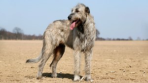 Interested in the impressive Irish Wolfhound? Here’s what you need to know
