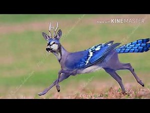 Peryton Shapeshifter (Sub)