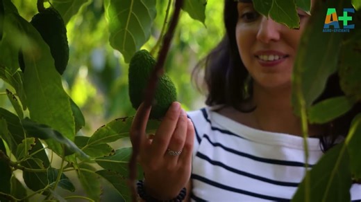CCDR Algarve divulga vídeo sobre rega eficiente de citrinos e abacates no Algarve financiado pelo PRR