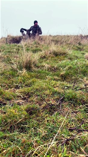 #cockerspaniel #puppy #gundogbreeds #doglife #gundogs #huntingdogs #dogtraining #pets #shootingday