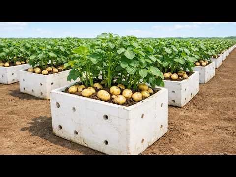 Growing Big Potatoes in Foam Boxes – Simple Home Method