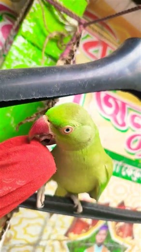 চোখ নীল হয়ে যাবে কোরআন দেখ 101 আল-কোরআনে নবীর নাম #parrot