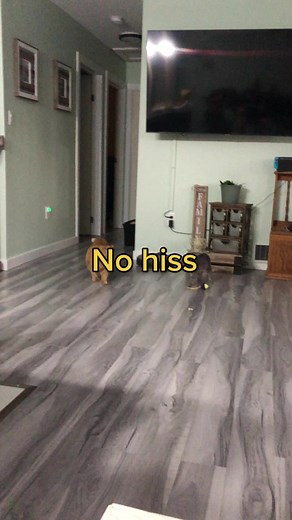 Dealing with Cat Hissing: Progress and Patience