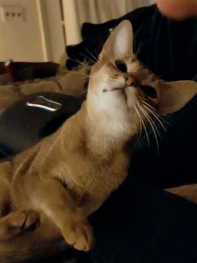 How Cookie the Abyssinian Cat Requests Pets