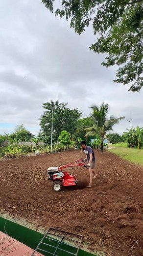 I was thinking of having a small zoysia lawn, and i made it, but it not yet finished. It need maintenance 🙄🌿💚 #small #lawn #zoysia #grass #turfgrass #lawncare #greengrass #happy #nature #green