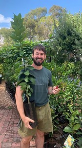 1.2K views · 21 reactions | The citrus leaf miner: a teeny weeny pest causing big problems. These tiny but destructive insect larvae burrow into citrus leaves, leaving snake-like trails that weaken your citrus plants and cause the leaves to twist and curl. Codey from @ceresnurserybrunswick shares an easy tip for keeping these little insects at bay. When life gives you lemons, keep the tree happy!  | CERES Environment Park | Facebook