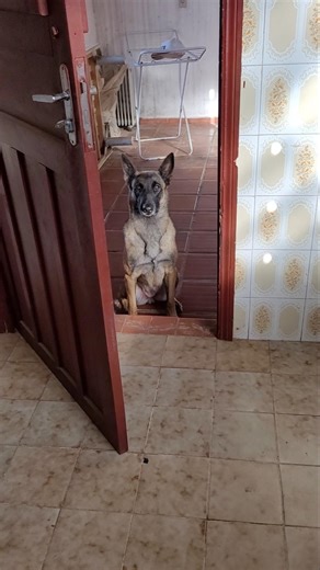 Pastor belga malinois Isis entrando após o comando "Pode vir"! Auto-controle para passar pela porta!