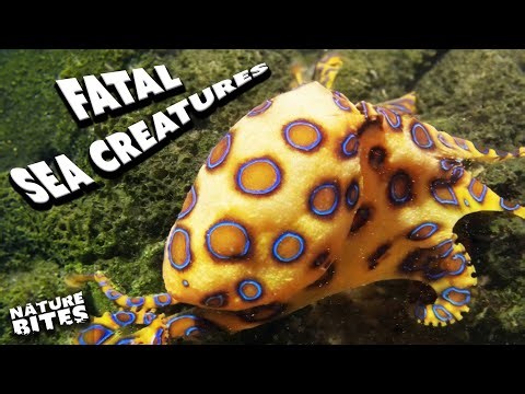 Rare Underwater Killers… | World's Worst Venom | Nature Bites
