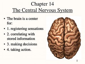 Chapter 14 The Central Nervous System - SlideServe