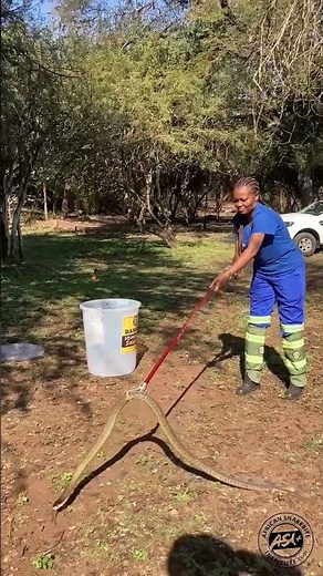 Pro Snake Catcher #cobra #wildliferescue