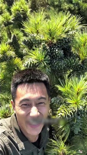 How Pine Cones Are Harvested from Tall Trees