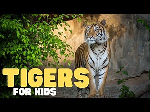 Tigers for Kids | Learn all about these jungle cats! - Videos For Kids