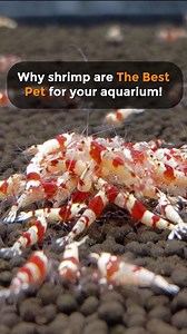 Looking to add a new pet to your aquarium? Here are 4 reasons we'd recommend a pet shrimp!🦐 | Flip Aquatics