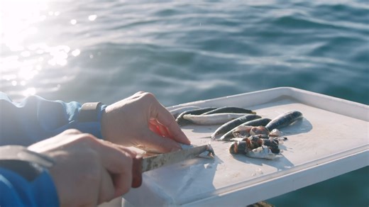 While everyone has a different method of burleying up, one thing remains the same - burleying is a top way to bring the fish to you, and keep them there! 🎣 In this video Jono shares a technique that's done the job for him time and time again. Check it out! | BCF - Boating, Camping, Fishing