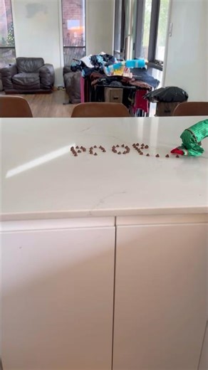 The elves left POOP on the kitchen bench… and Sabre ATE IT!! 🤢💩😂 #ElfOnTheShelfFail