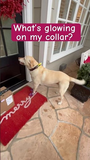 Dog Rings Secret Doorbell to Surprise Neighbor on New Year’s Eve