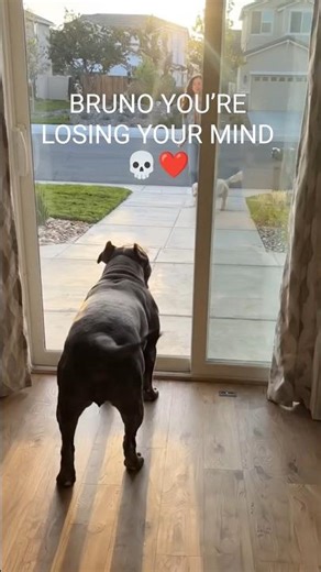 She Waved At Him. He Will Never Be The Same. 😭🐾 #shorts #canecorso #dog