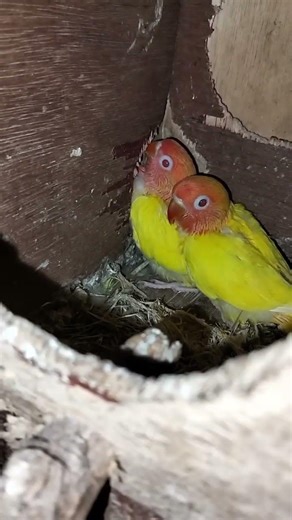 3 chicks lutino albs2,the other one is hiding, one week to go out the nest box..