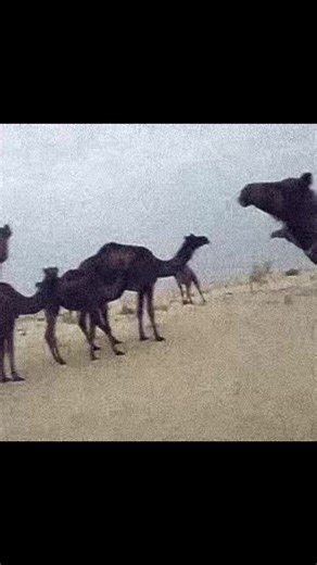 Embracing Ancestral Traditions in Saudi Arabia