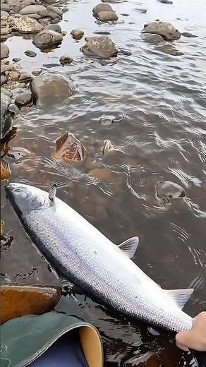 Sparking 6lb Salmon In Ireland #fishingireland #atlanticsalmon #browntroutfishing #seatroutfishing