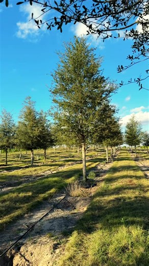 Shade Tree Farm Inc. on Instagram: "Live Oaks 6”-7” caliper in 52” baskets. 22’-24’ tall. Straight trunk with a strong root system. From seed. Horizontal branch structure for easy limb up. All graded Florida #1 or better. Some of the highest quality trees on the market. We would love for you to give us a call or email us at sales@shadetreefarminc.com. We specialize in oaks, hollies, elms, magnolias, ligustrums, maples, sycamore, bald cypress, sweetgum, crape myrtle, riverbirch, red cedar and mor