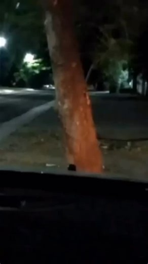 paranormal videos on Instagram: "Un grupo de jóvenes se relajaba en el parque cuando notaron un rostro misterioso en un árbol. ¿Un espíritu del bosque, un fantasma, un demonio o simplemente un juego de luces y sombras? . . . . . . . . . . . #human #demon #paranormal #experiencia #area51 #reels #horror #fantasmas #terror #misterio #hospital #ovni #ritual #911 #abandoned #nyc #matrix #avistamiento #poltergeist #ghost #ufo #spotify #gris #haunted #forest #2025 #instagram #viral #tiktok #septiembre"