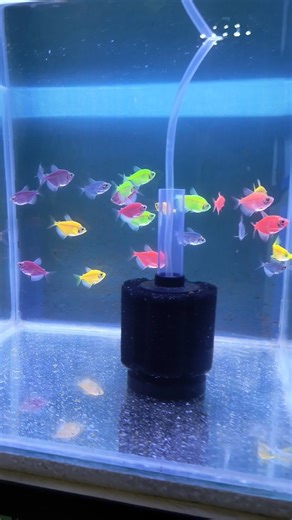 Widow Tetra in Colour Changing Light| Widow Tetra Aquarium Fish