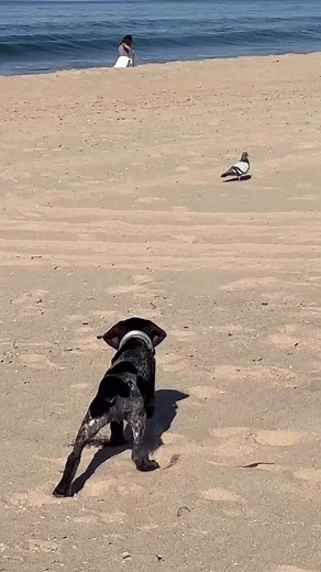 Mythical GSP reel pull 162 🎥Credit: @mango_the_gsp on Instagram #dog #gsp #gsplove #gsppuppy #gspdaily #germanshorthairedpointer #gspsoftiktok #germanshorthairedpointersoftiktok #germanshorthairedpointerpuppy #fyp #puppy #cute #viral