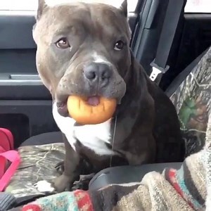561K views · 352 reactions | But can your dog do this?  via: @woodsieambully | Bodybuilding Inspiration | Facebook