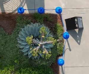 DRONE: See our century plant as you've never seen it -- from the very top all the way down! | WRAL TV