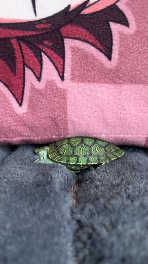 Tur Tur the Turtle's Adorable Sleeping Habits