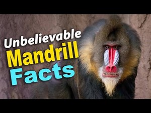 Mandrills: The Most Colorful Primates Revealed | Amazing Facts & Footage